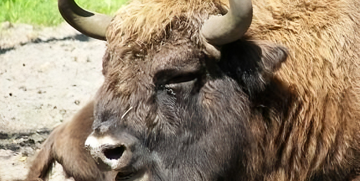 Zdjęcie ilustracyjne / OKL Gołuchów