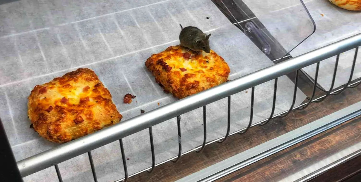 Mysz w Biedronce w Ostrowie została ponownie uwieczniona. Fot. Ostrów24.TV