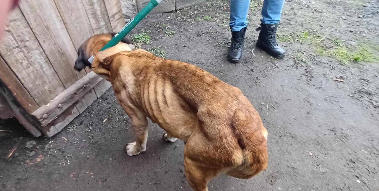 Jedno ze zwierząt w Kuczkowie. Fot. Fundacji Cane Corso Rescue Poland