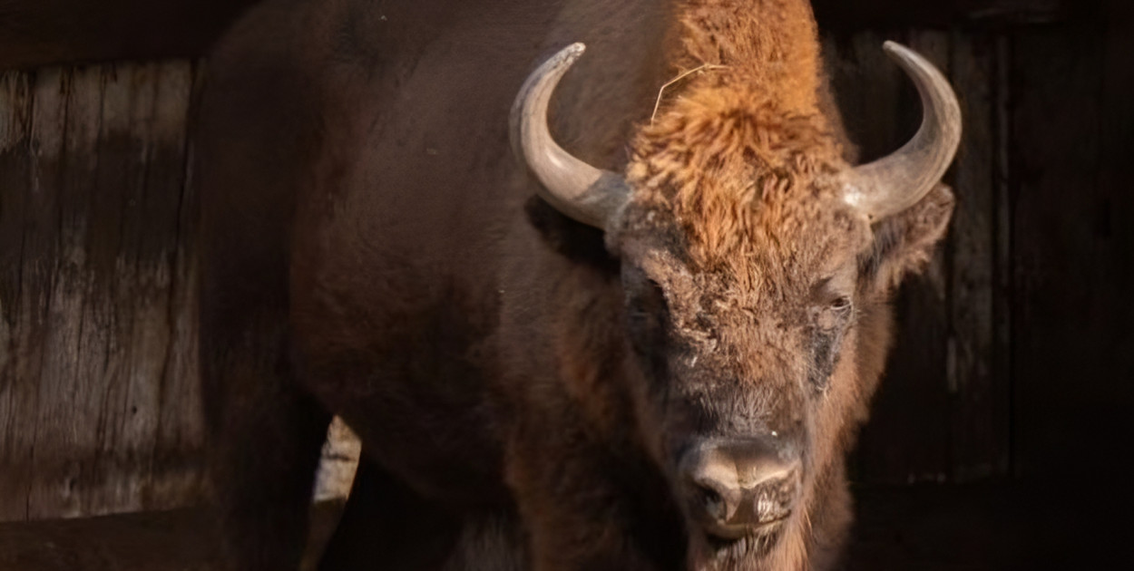 Na zdjęciu: żubr Podjadek w roku 2011. Fot: Maciej Radomski/ źródło :EBPB -Księga Rodowodowa Żubrów - The European Bison Pedigree Book