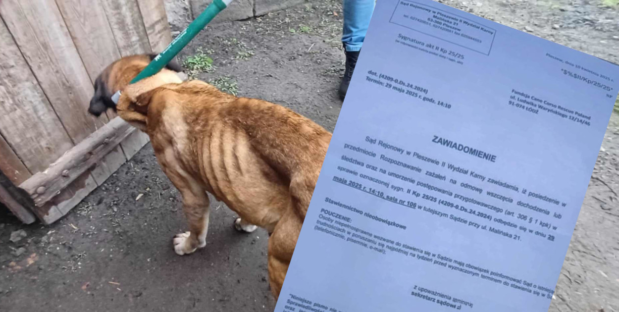 Po lewej: jeden z psów w momencie uwolnienia z pseudohodowli / Fundacja Cane Corso Rescue Poland