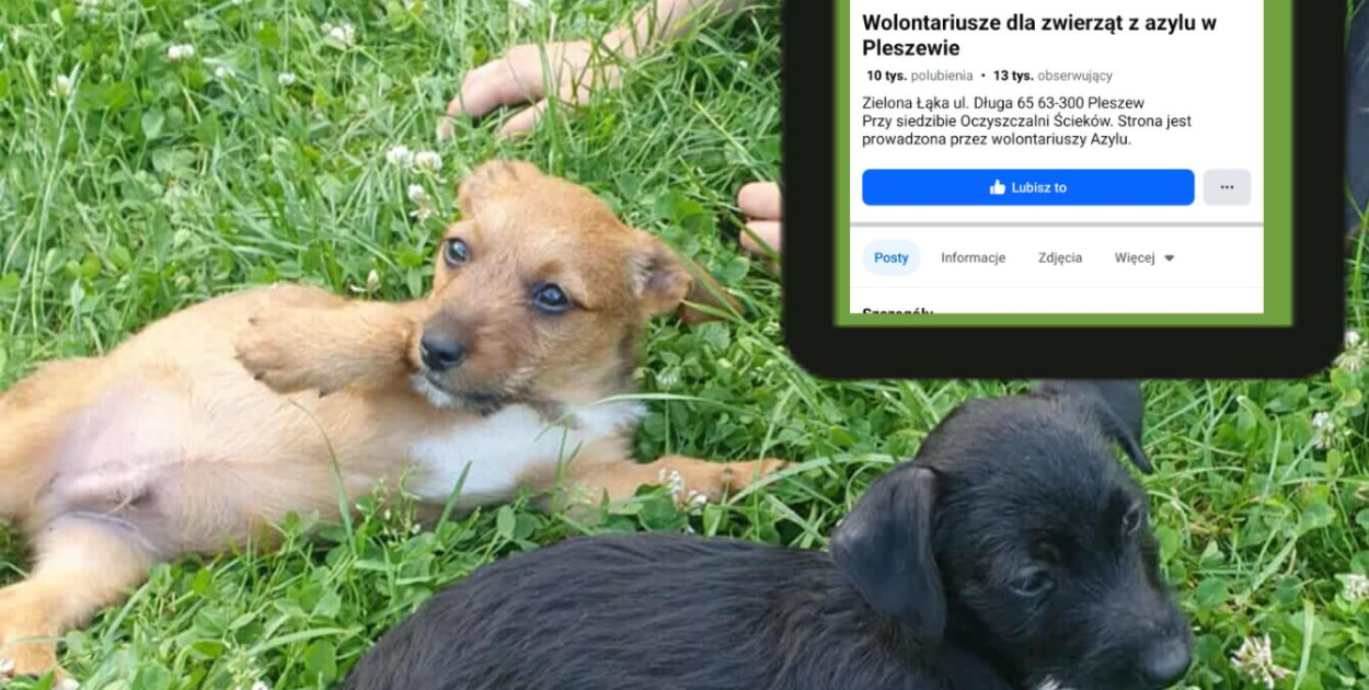 Graf. FB - Psia bezdomność