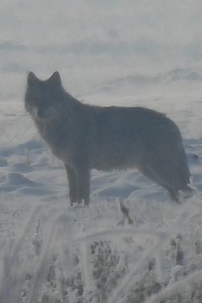 Wilki w powiecie pleszewskim-1508