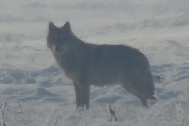 Wilki w powiecie pleszewskim