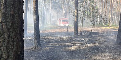Palił się las w gminie Chocz. Strażacy apelują [zdjęcia]-4499