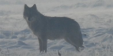Jest potwierdzenie! Wilki w powiecie pleszewskim. Czy jest niebezpiecznie?-11022