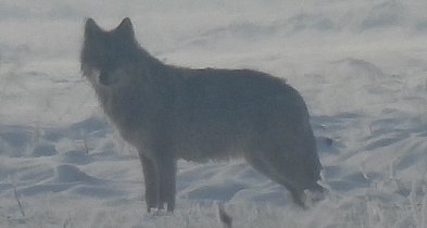 Jest potwierdzenie! Wilki w powiecie pleszewskim. Czy jest niebezpiecznie?-11022
