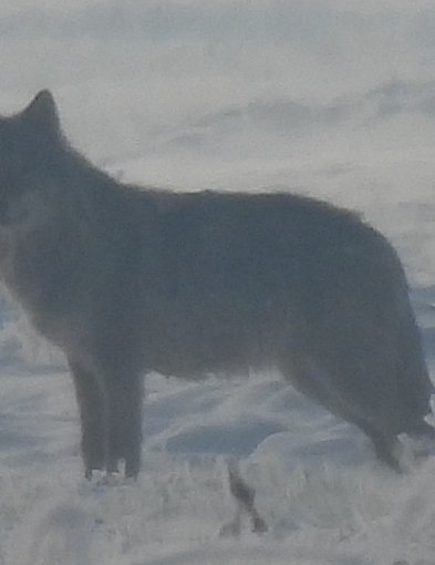 Jest potwierdzenie! Wilki w powiecie pleszewskim. Czy jest niebezpiecznie?-11022