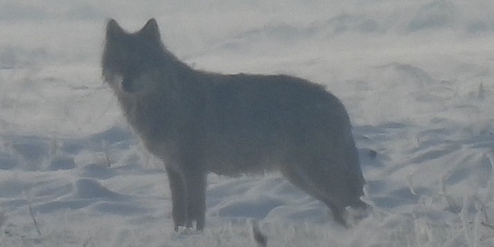 Jest potwierdzenie! Wilki w powiecie pleszewskim. Czy jest niebezpiecznie?