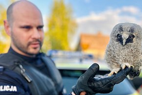 To była bardzo nietypowa akcja. Policjanci uratowali sowę k. Ostrowa-11359