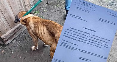 Dla Fundacji decyzja prokuratury ws. męczonych psów jest nie do przyjęcia-11476