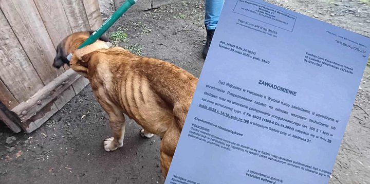Sąd w Pleszewie rozpozna zażalenie ws. psów-11476