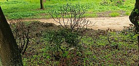 Czytelniczka pyta: co z rododendronami w parku?