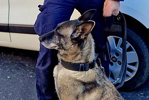 Miśka z kaliskiej policji znowu w akcji. Duży sukces w walce z narkotykami-13730