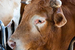 Wielkopolska: rolnik nie żyje. Mężczyzna został startowany w oborze-14796