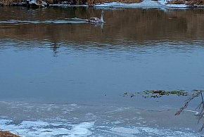 Strażacy uratowali na Prośnie małego łabędzia. Zwierzę było bezradne