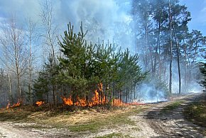 Las w ogniu. Sześć zastępów ruszyło do akcji pod Pleszewem