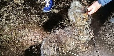 Zwierzę to nie rzecz. Tak kończy się brak odpowiedzialności