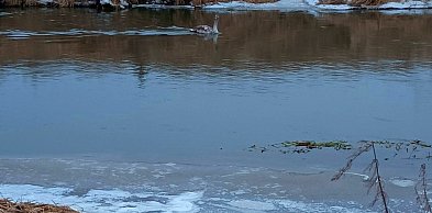 Strażacy uratowali na Prośnie małego łabędzia. Zwierzę było bezradne