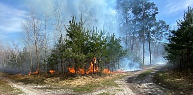 Las w ogniu. Sześć zastępów ruszyło do akcji pod Pleszewem