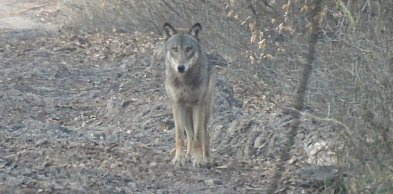 Wilki atakowały psa w powiecie pleszewskim. Drapieżnik był też przy PKP