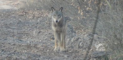 Wilki w Lenartowicach. Czytelnik przesłał zdjęcia tego, co zostawiły