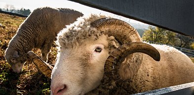 Barany biegają po ulicach. Prawdopodobnie uciekły z terenu gminy Pleszew