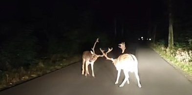 [Wideo] Leśniczy z Taczanowa uchwycił pojedynek danieli na drodze-13854