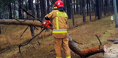 Wiatr w powiecie pleszewskim łamie drzewa. Strażacy apelują o ostrożność-14249