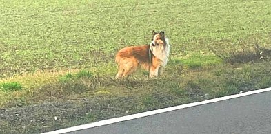 "Lessie" błąka się przy drodze od miesięcy? Internauci zaniepokojeni-15186