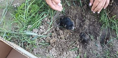 Kontrowersyjny wyrok w sprawie szczeniąt. Prokurator Generalny reaguje