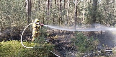 Pożar lasu w gminie Chocz. Pięć zastępów kontra ogień