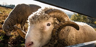 Barany biegają po ulicach. Prawdopodobnie uciekły z terenu gminy Pleszew