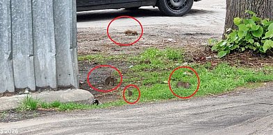 Szczury całymi grupami spacerują po osiedlu w Pleszewie. Przyczyna znana