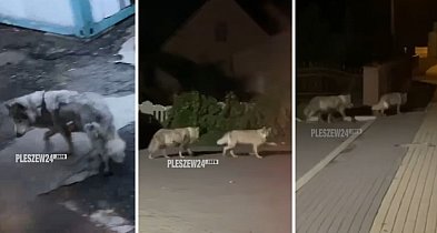 Czy to  wilki?  Strach padł na mieszkańców. Nagranie z wioski pod Pleszewem-13489