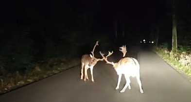 [Wideo] Leśniczy z Taczanowa uchwycił pojedynek danieli na drodze-13854
