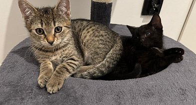 Śnieżek, Vinni, Tobi i Figa czekają na dom. Poznaj uroczych podopiecznych-14564