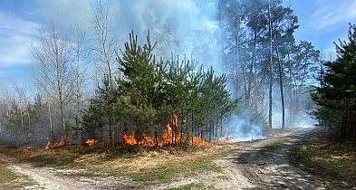 Las w ogniu. Sześć zastępów ruszyło do akcji pod Pleszewem