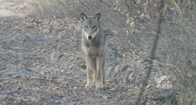 Wilki atakowały psa w powiecie pleszewskim. Drapieżnik był też przy PKP