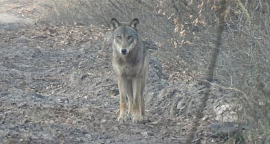 Wilki w Lenartowicach. Czytelnik przesłał zdjęcia tego, co zostawiły