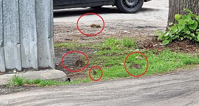 Szczury całymi grupami spacerują po osiedlu w Pleszewie. Przyczyna znana