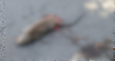 Truchła szczurów w pobliżu szkoły podstawowej i placu zabaw w Pleszewie