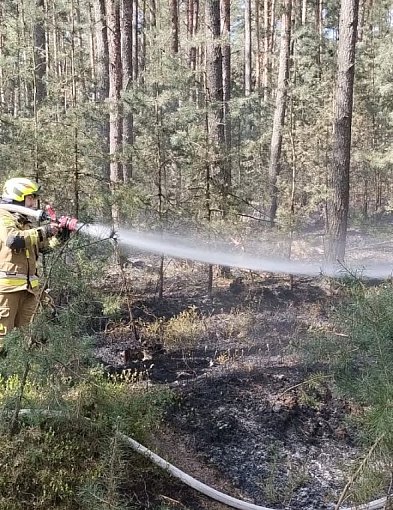 Pożar lasu w gminie Chocz. Pięć zastępów kontra ogień