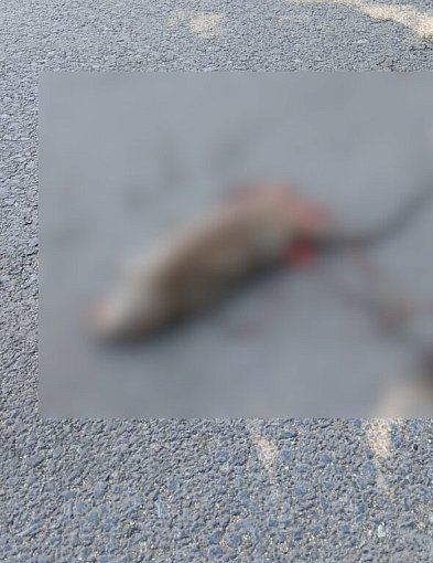Truchła szczurów w pobliżu szkoły podstawowej i placu zabaw w Pleszewie