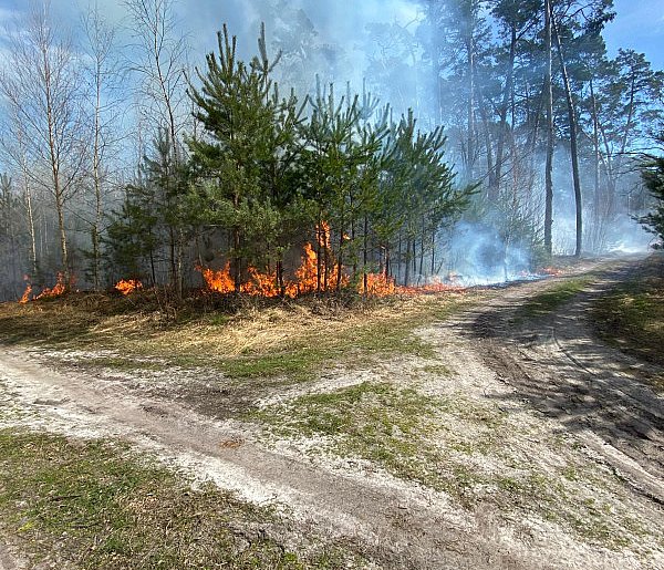 Las w ogniu. Sześć zastępów ruszyło do akcji pod Pleszewem