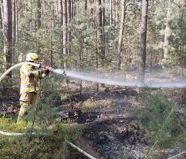 Pożar lasu w gminie Chocz. Pięć zastępów kontra ogień