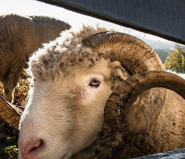 Barany biegają po ulicach. Prawdopodobnie uciekły z terenu gminy Pleszew