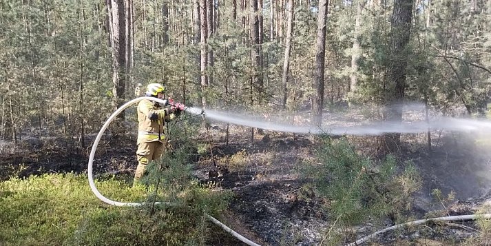 Pożar lasu w gminie Chocz. Pięć zastępów kontra ogień