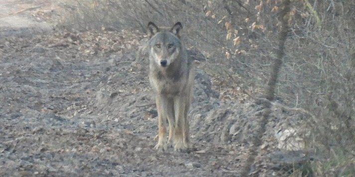 Wilki w Lenartowicach. Czytelnik przesłał zdjęcia tego, co zostawiły po sobie