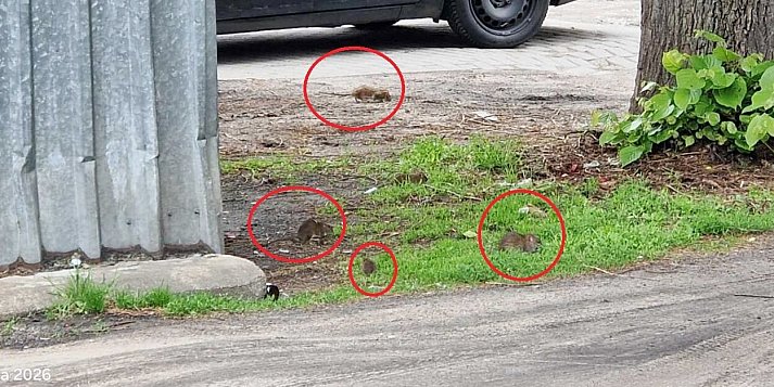 Szczury całymi grupami spacerują po osiedlu w Pleszewie. Przyczyna znana